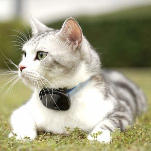 Ultra-Thin 4G LTE Pet Tracking Collar - Voice & Position Monitor